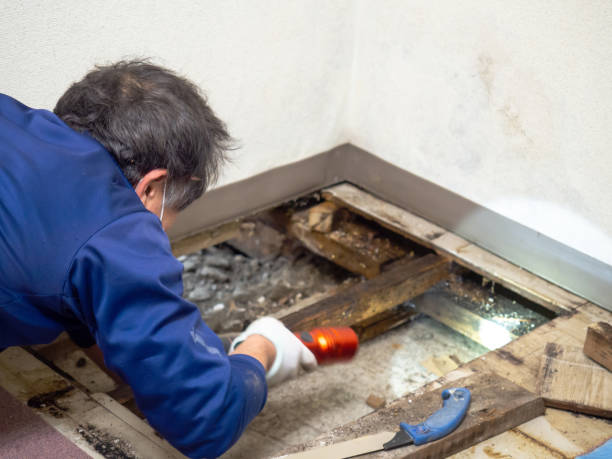 Trusted Smackover, AR Mold Removal Experts