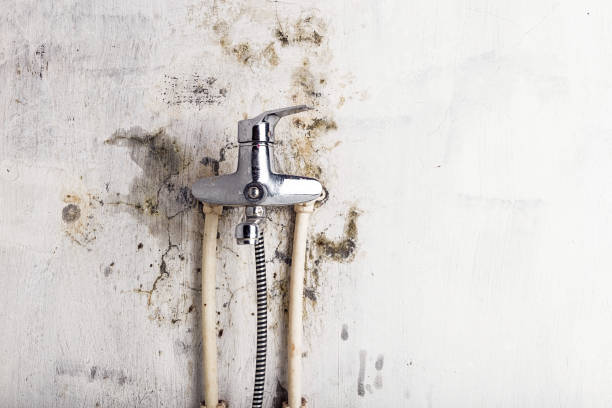 Best Professional Mold Removal  in Smackover, AR