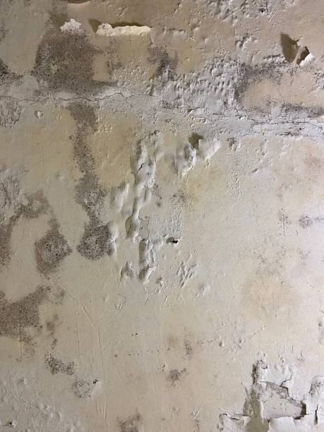 Home Mold Removal in Smackover, AR