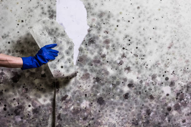 Best Local Mold Removal Service  in Smackover, AR