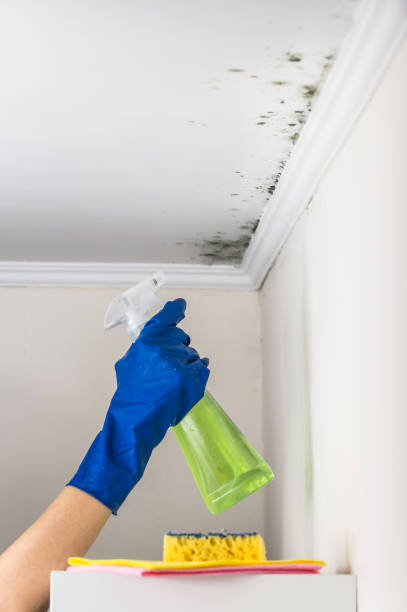 Best Mold Remediation Experts  in Smackover, AR